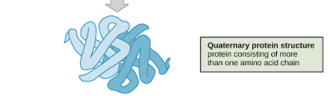 <p>polypeptide subunits are combined to protein </p><p></p><p></p>