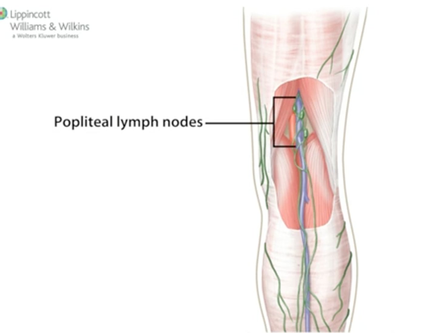 <p>Location: Popliteal fossa in the posterior knee along popliteal vein.</p><p>Description: Receives lymph from the knee, leg, and foot regions</p>