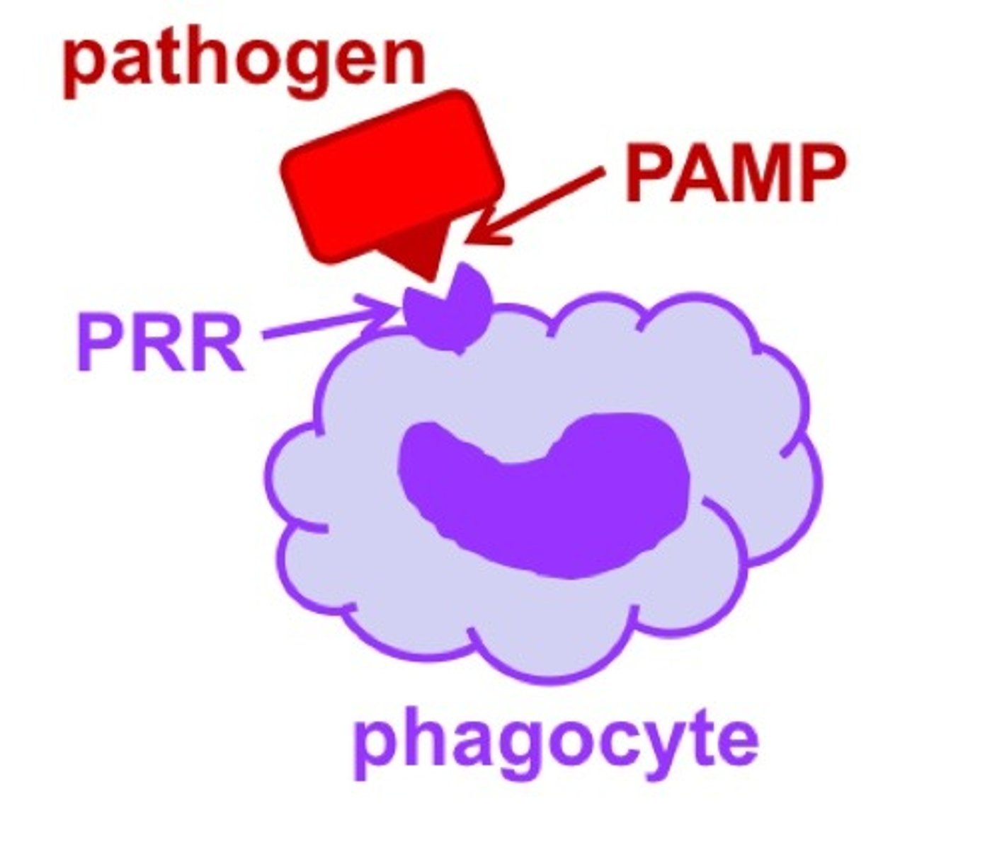 <p>pathogen associated molecular patterns. Conserved microbial molecules that are shared in all microbes</p>