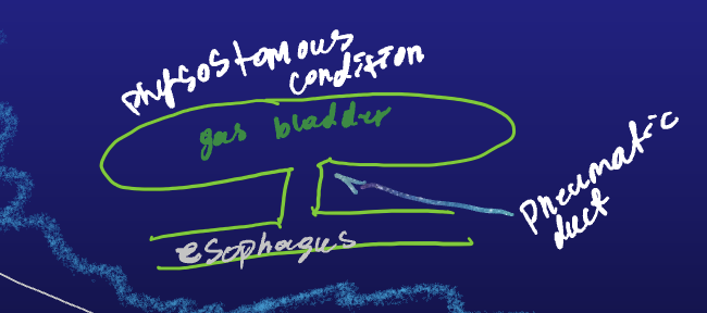 <p><strong>physostomous gas bladder</strong>:</p><ul><li><p>Has a tube (a <strong>pneumatic duct</strong>) connecting to the esophagus.</p></li><li><p>Allows fish to gulp air to add gas or burp air to release gas.</p></li><li><p>Adjusts buoyancy (e.g., minnows, eels).</p></li><li><p><span><span>more primitive or basal condition</span></span></p></li></ul><p></p><p><span><strong><span>duct allows air to move directly between the digestive system and the gas bladder</span></strong></span></p><p><span><span>Ex: sturgeons and many soft-rayed fishes</span></span></p>