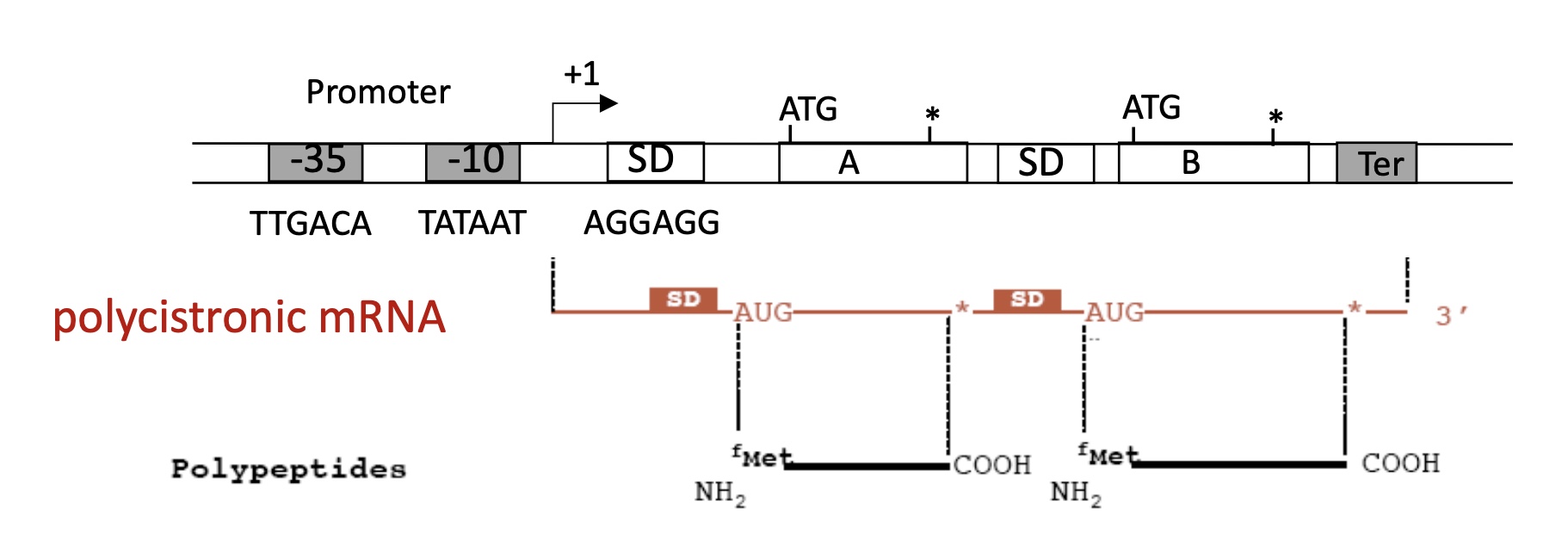 <p>Promoter, +1 = Transcription Starting Site (TSS), Shine Dalgardo (SD) sequence and a Terminator </p>