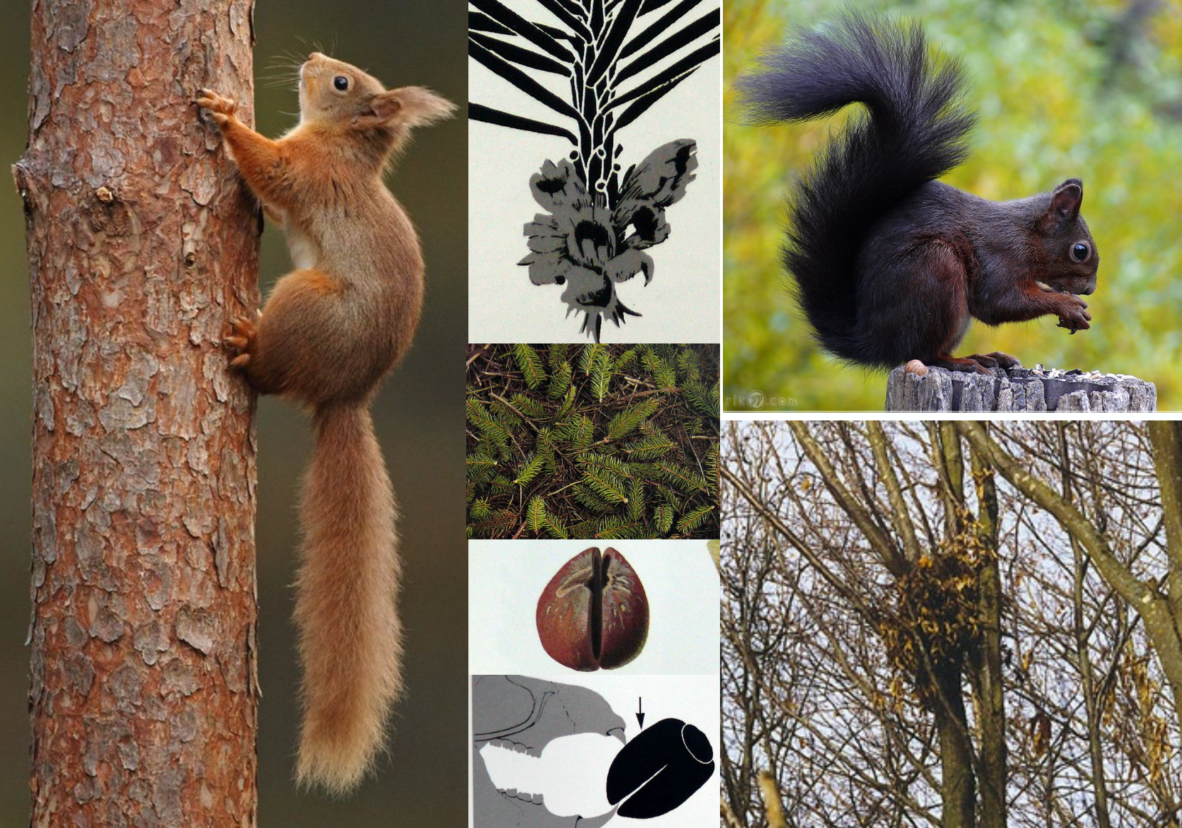 <p><strong>Biologie</strong></p><p class="p1"><span style="line-height: normal;"><span>− </span></span>Einzelgänger, tagaktiv, im Winter Aktivität stark reduziert. Ruhen in runden Nestern (Kobel)</p><p class="p1"><span style="line-height: normal;"><span>− </span></span>Streifgebiet von wenigen ha bis 50 ha</p><p class="p1"><span style="line-height: normal;"><span>− </span></span>Nahrung: Baumsamen, Knospen, Pilze und tierische Kost (Eier, Jungvögel)</p><p class="p1">Im Herbst werden Vorräte in Baumhöhlen zusammengetragen oder einzeln vergraben</p><p class="p1"><span style="line-height: normal;"><span>− </span></span>Paarungszeit Dezember – August, nach ca. 40 Tagen Tragzeit meist 4 Junge. 2 Würfe pro Jahr sind möglich.</p><p class="p1"><strong>Vorkommen</strong></p><p class="p1"><span style="line-height: normal;"><span>− </span></span>Ganze Schweiz, Laub- und Nadelwälder sowie Parkanlagen</p>