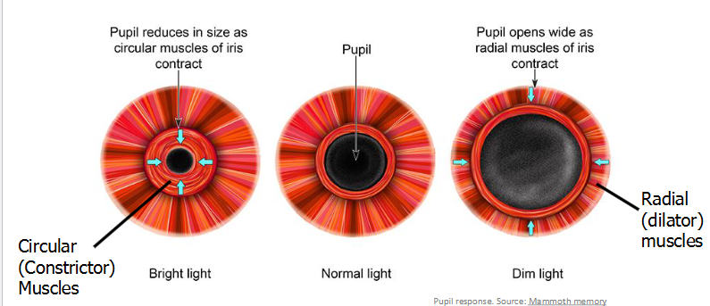 <p>An opening in the iris on top of the lens that light passes through.</p><p>Can change size in response to light.</p><ul><li><p>In bright light, parasympathetic signals from the brain tell the circular constrictor muscles in the iris to constrict → shrinks the pupil → less light reaches the lens</p></li><li><p>In darkness, the sympathetic signals tell the radial dilator muscles in the iris to dilate → widens the pupil → more light reaches the lens</p></li></ul><p>Changes in size can then focus light</p><ul><li><p>A small pupil lets light only come in from one angle → each point in the retina to receive light from only one direction → more sharpened and focused vision</p></li></ul><p>Changes in size can also control depth of field</p><ul><li><p>A tightly constricted pupil allows for a full depth of field (everything is equally focused)</p></li><li><p>A dilated pupil causes a shallow depth of field (only objects at a certain distance are in focus).</p></li></ul><p></p>