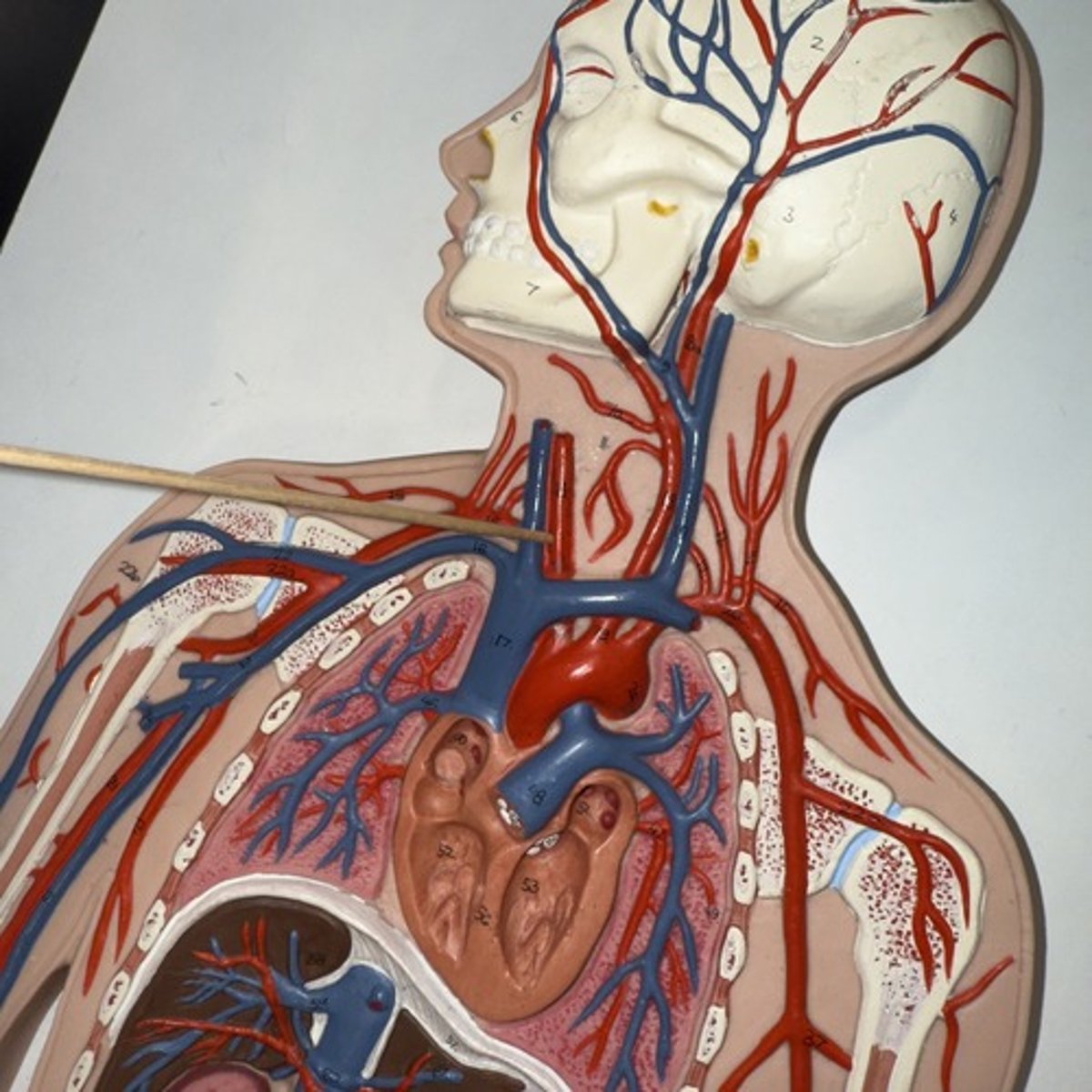 <p>Identify the structure.</p>