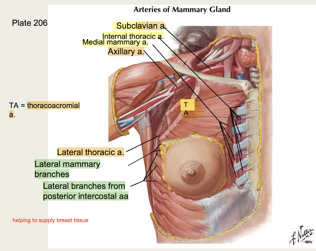 <p>1.Subclavian a → <strong>internal</strong> <strong>thoracic a </strong>→ <strong>medial</strong> <strong>mammary</strong> <strong>branches</strong> </p><p>2.<span style="color: #NaNNaNNaN">Subclavian a →<strong>  axillary a → lateral thoracic and thoracoacromial aa</strong></span></p><p>3.<strong>Thoracic</strong> <strong>aorta</strong> → <strong>posterior intercostal aa</strong> → <strong>lateral mammary branches</strong></p><p><em>Supply breast tissue</em></p>