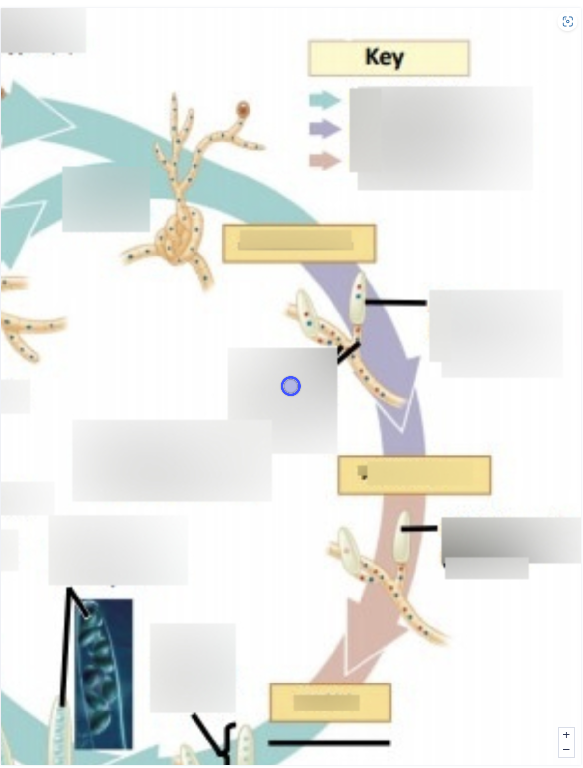 term image