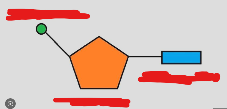 <p>identify each nucleotide</p>