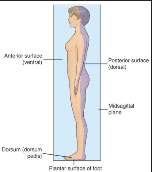 <p>Refers to the back surface of the body. Same as dorsal</p>