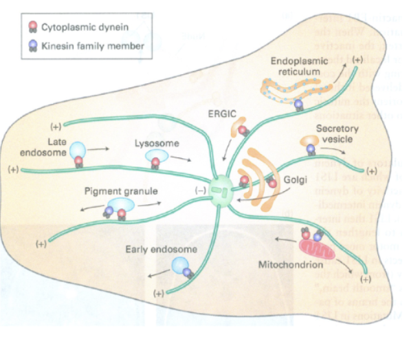 <p>remember everything we just learnt about vesicle movement? Well, vesicles can’t just move on their own, they are carried on highways by microtubules and the cytoskeleton with motor proteins like kinesin, dyenin, myosin</p><p></p><p>not just vesicles, but also organelles like mitochondria, endosomes etc</p>