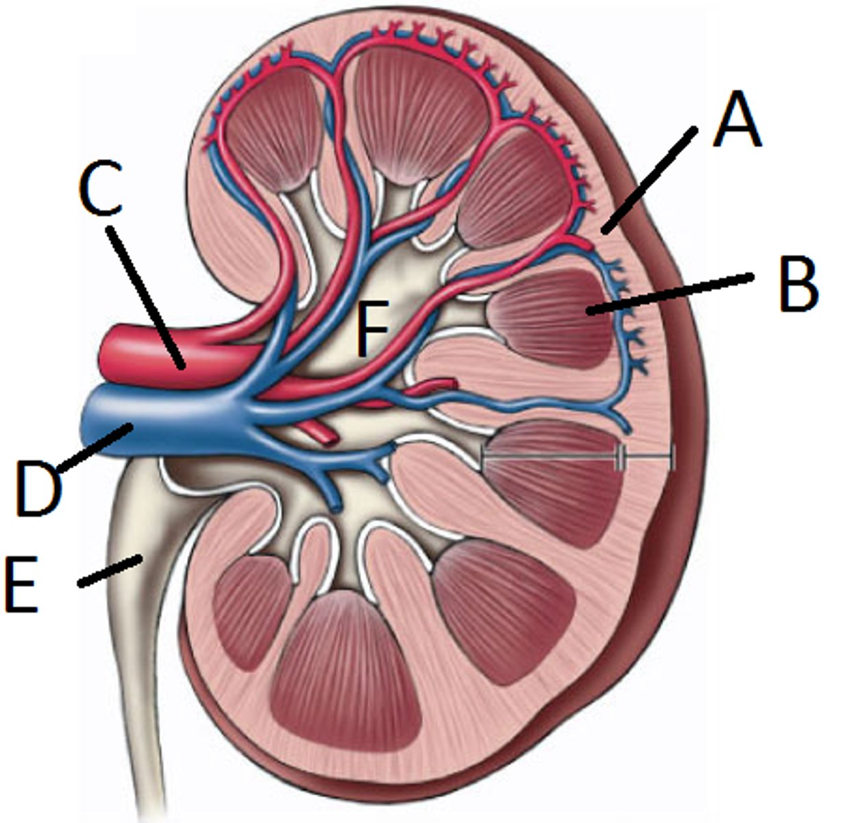<p>blood vessel that carries blood away from the kidney and toward the heart (D)</p>