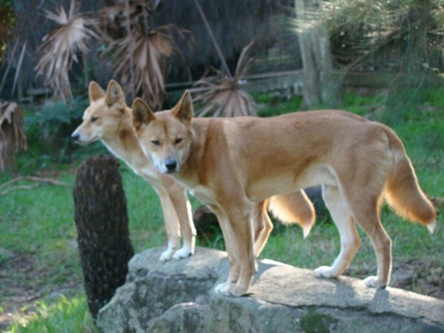 <p>Dingoes regulate kangaroo populations by hunting &amp; predation.</p><p>In dingo-free zones, kangaroo populations grow uncontrollably.</p>