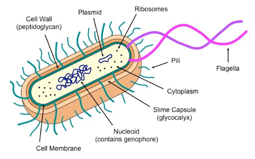 <ol><li><p><strong>Cell wall: </strong>Rigid outer layer of peptidoglycan<br><span style="color: blue">Function: Maintains shape and prevents lysis</span></p></li><li><p><strong>Plasma membrane</strong>: Semi-permeable; Selective barrier surrounding cell</p></li><li><p><strong>Naked loop of DNA: </strong>Bacterial chromosome; Circular</p></li><li><p><strong>70S ribosomes</strong>: RNA + Protein Complex<br><span style="color: blue">Function: Polypeptide synthesis</span></p></li><li><p>Cytoplasm: Internal fluid</p></li><li><p>Plasmid: Autonomous circular DNA molecules; Transferrable between bacteria (Horizontal gene transfer)</p></li><li><p>Nucleoid Region: Where DNA is located in cytoplasm; Non-compartamentalized<br><span style="color: blue">Function: Cell control and reproduction</span></p></li><li><p>Slime capsule: Thick polysaccharide layer<br><span style="color: blue">Function: Protection against desiccation and phagocytosis</span></p></li><li><p>Flagella: Long, slender projections; Contains motor protein<br><span style="color: blue">Function: Movement</span></p></li><li><p>Pili: Hair-like extensions<br><span style="color: blue">Function: Attachment pili = Adhesion to surfaces; Sex pili = Bacterial conjugation</span></p></li></ol><p></p>