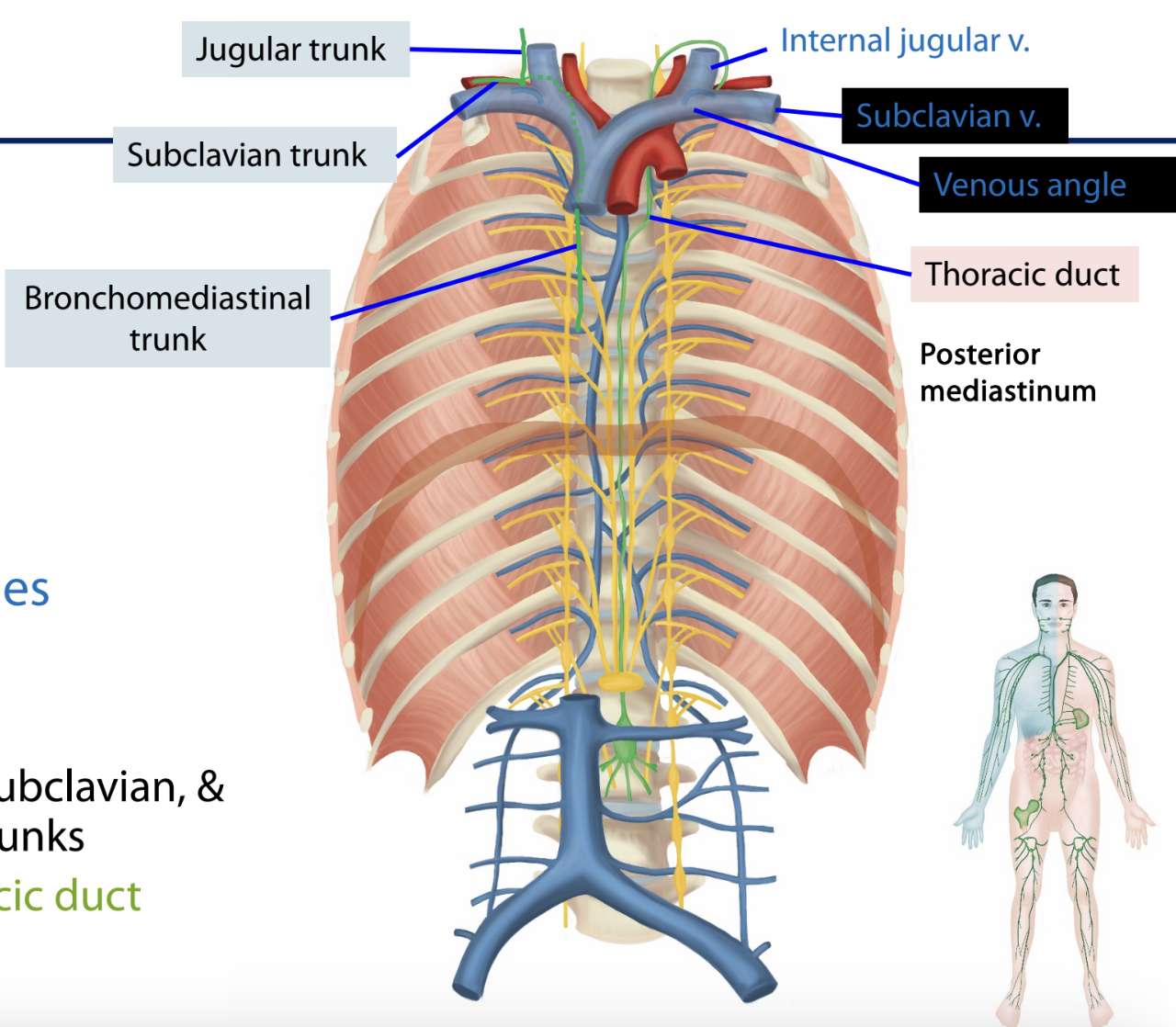 <p><strong>lymphatic ducts</strong></p><ul><li><p>_____</p><ul><li><p>jugular</p></li><li><p>subclavian</p></li><li><p>bronchomediastinal</p></li></ul></li><li><p>_____</p><ul><li><p>vicinity of venous angles</p></li><li><p>right lymphatic duct</p></li><li><p>thoracic duct</p><ul><li><p>receives left jugular, subclavian, and bronchomediastinal trunks</p></li><li><p>cisterna chyli → thoracic duct</p></li></ul></li></ul></li></ul><p></p>