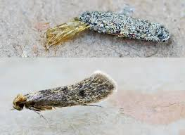 <p><span>A moth species whose larvae build portable cases from silk and feed on wool or fabric.</span></p><ul><li><p><span>Unique ability to digest keratin</span></p></li><li><p><span>Damages clothes and carpets</span></p></li><li><p><span>Pests on animal hair</span></p></li><li><p><span>Common in southern US, Georgia, and Florida</span></p></li><li><p><span>Larvae construct cases to hide with various fibers and other materials available in their habitats</span></p></li><li><p><span>Adult has 3 dark spots on wings</span><br><span>Larvae: pest on fabrics, prefer fabric that is old / contaminated</span></p></li><li><p><span>Larvae carry case. If separated, they will die. As the larvae grow, they lengthen the case by building onto old case at each molt.</span></p></li></ul><p></p>