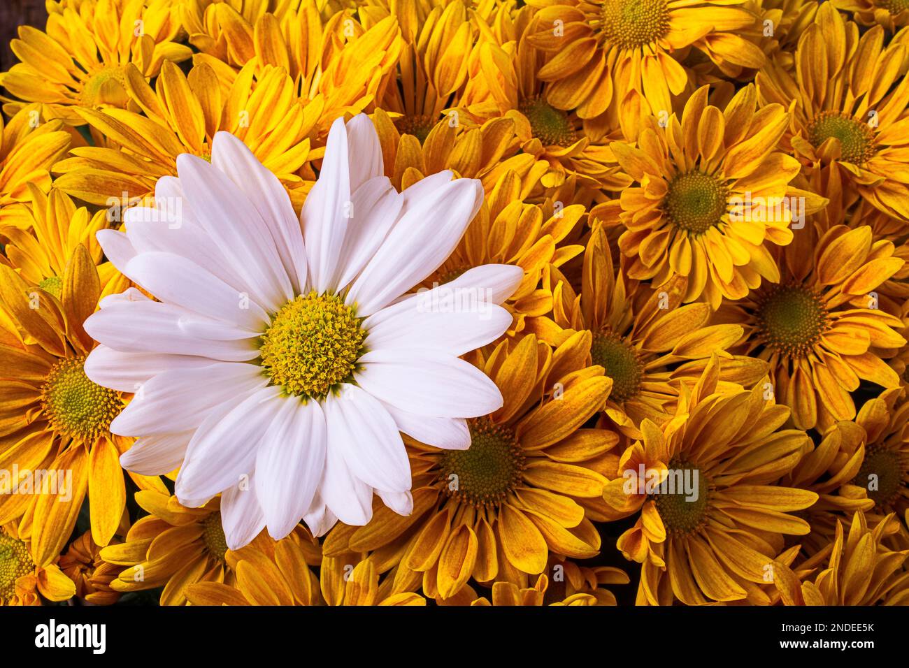 <p>Common Name?</p>