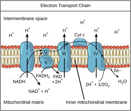 <p>In addition, high-energy electrons are also transferred to the electron carrier <em>NAD<sup>+</sup></em> (no charge) through <strong>______</strong> resulting in the electron carrier NADH with 2 NADH yielded in this step. These electron carriers are more important in the <em>last step</em> of cellular respiration.</p>