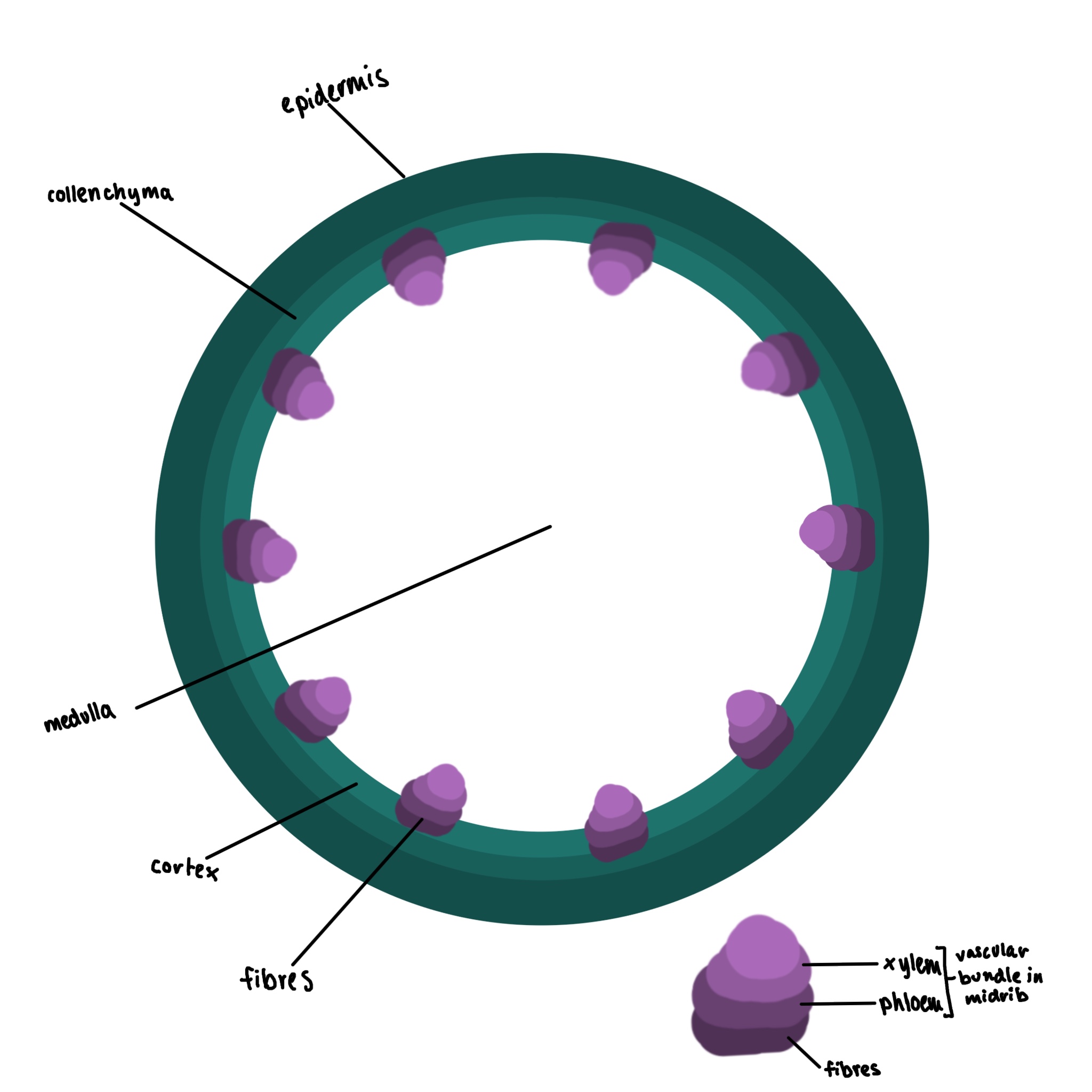 <p>What type of cell is this</p>