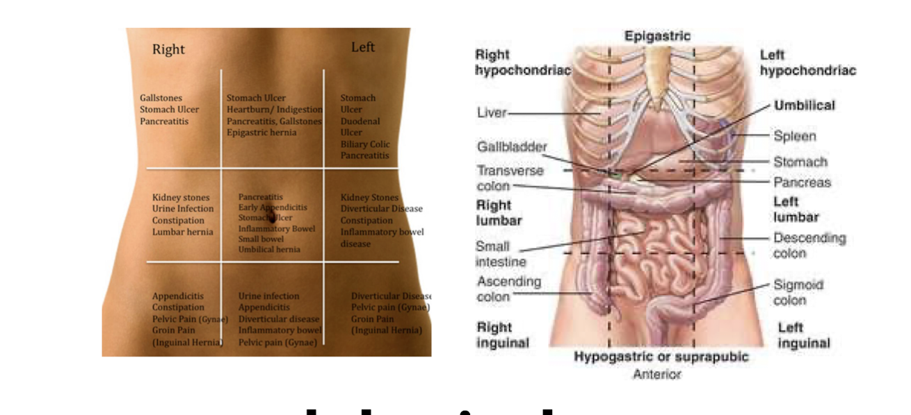 <p>9 Abdominal Areas/Divisions (Less Commonly Used)</p>