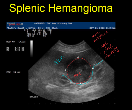 <ul><li><p><strong>Benign</strong></p><ul><li><p><u>Hemangioma, Hematoma</u></p></li><li><p>Passive congestion</p></li><li><p>Extramedullary hematopoesis</p></li><li><p>Torsion/infarction</p></li><li><p>Splenitis</p></li></ul></li><li><p><strong>Malignant</strong></p><ul><li><p>Hemangiosarcoma</p></li><li><p><u>Lymphosarcoma: honeycomb</u></p></li><li><p>Mast cell tumor</p></li><li><p>Extra-cellular osteosarcoma</p></li></ul></li></ul><p></p>