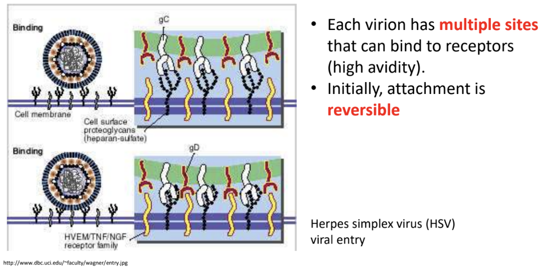 <ul><li><p>Each virion has <strong>multiple sites</strong> that can bind to receptors (<u>high avidity</u>)</p></li><li><p>Initially, attachment is <strong>reversible</strong> since the bond is <u>noncovalent</u> and there will only be a few attachment/interactions, but over time, <u>as this increases</u>, the virus-receptor interaction becomes <u>more stable and eventually irreversible</u></p></li></ul><p></p>
