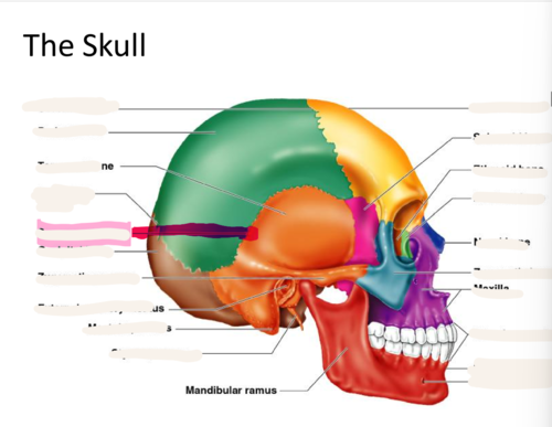 <p>Between parietal and temporal bones</p>