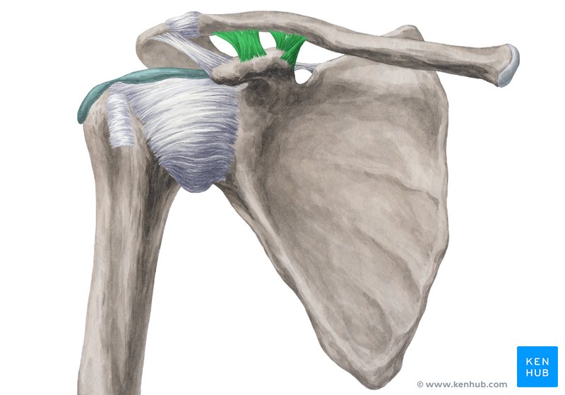 <p>What 2 ligaments make up the coracoclavicular ligament?</p>
