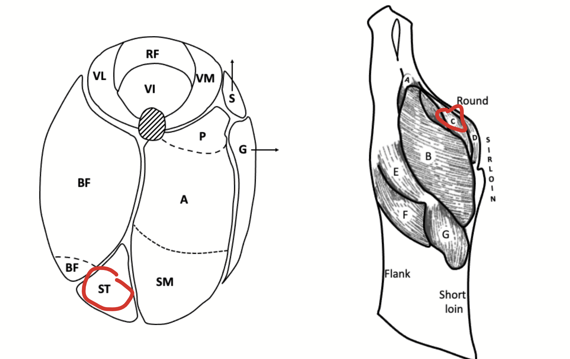 <p>Large muscle located on the posterior face of the hindlimb. Located lateral to the semimembranosus.</p>