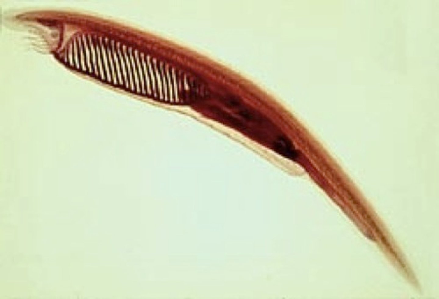 <p>Lancelets (amphioxus)</p><p>•Benthic, marine, filter</p><p>feeders</p><p>•Feed similarly to tunicates</p>