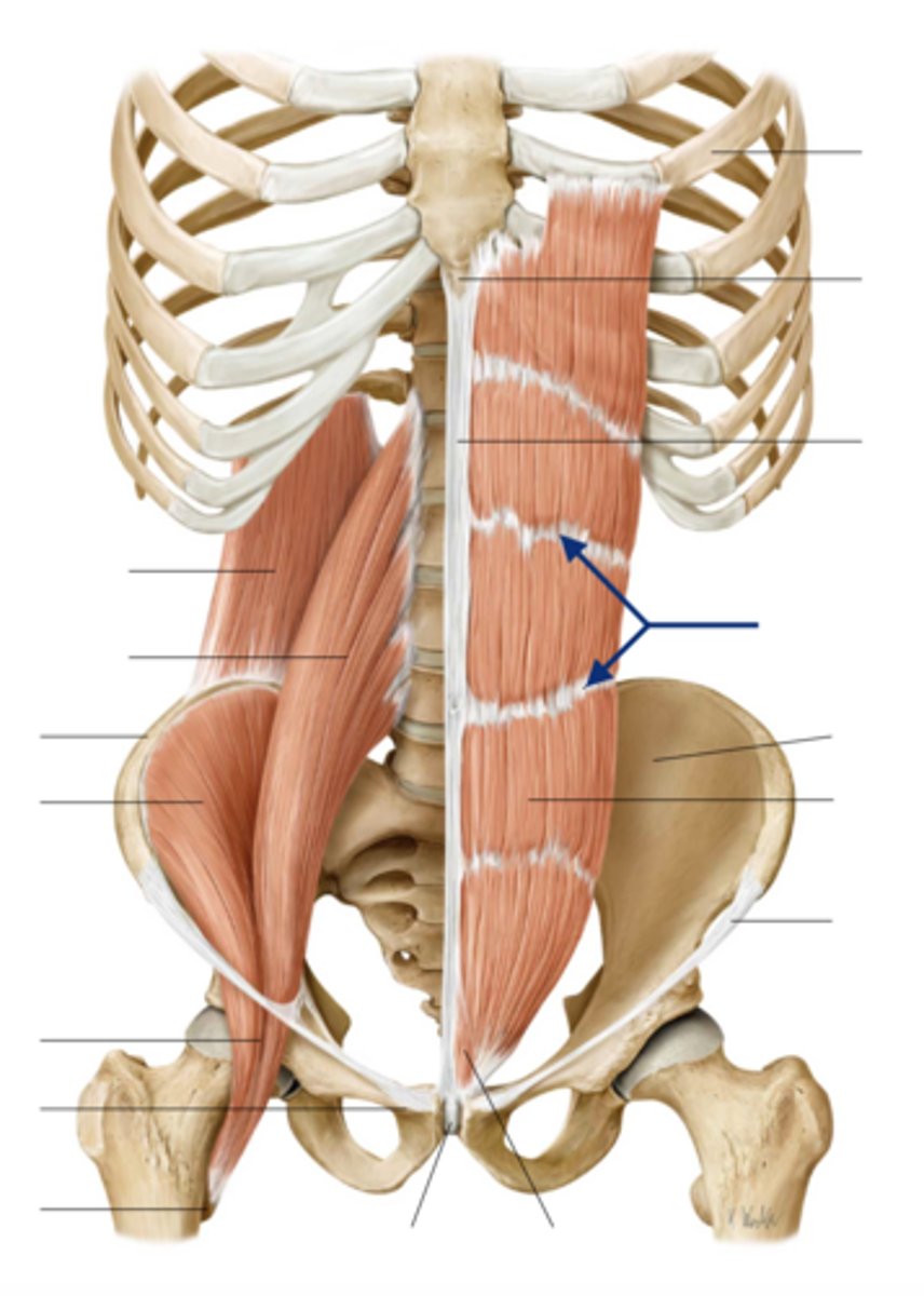 <p>Welke pees is dit?</p>