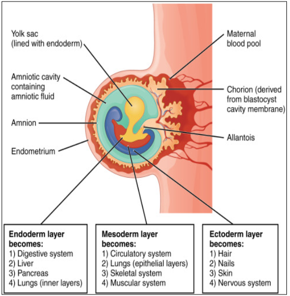 <p>Ectoderm - outer</p><p>Mesoderm - middle</p><p>Endoderm - inner </p>