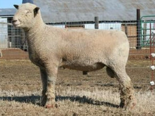 <p>oldest breed and basis of all meat breeds. grey with wool on face and legs.</p>