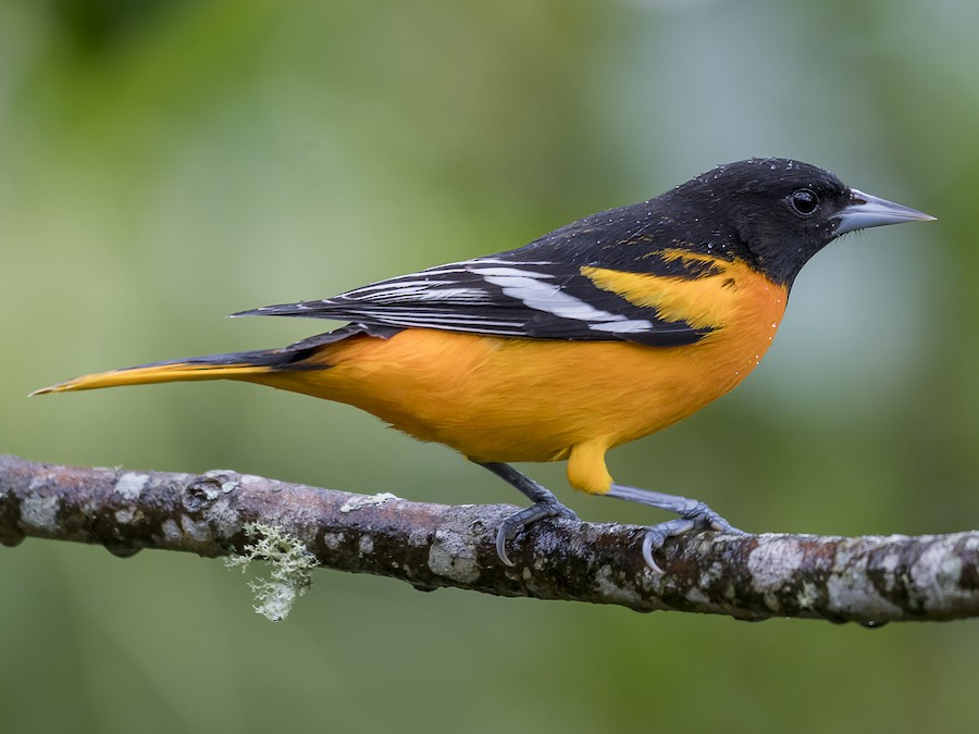 <p>Baltimore Oriole</p>