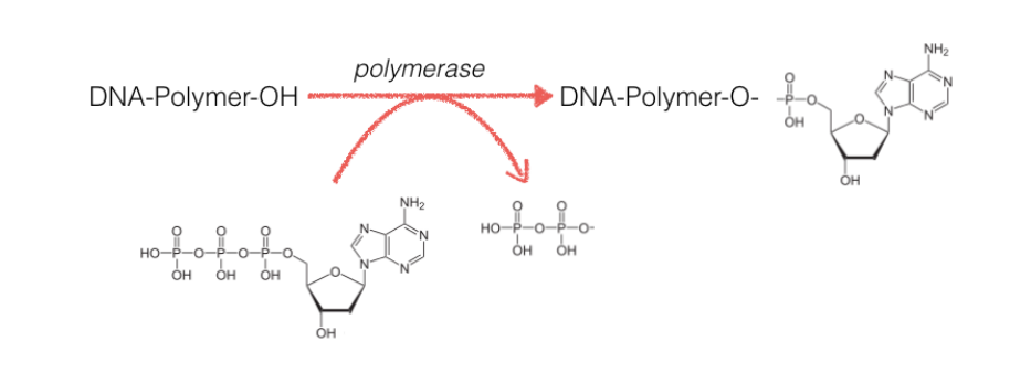 <p>The figure below depicts an important reaction in the biosynthesis of a nucleic acid polymer. Like other exergonic cellular biochemical reactions involving an “external” energy source ATP (in a deoxy form dATP) is utilized in the creation of a new strand of DNA during replication. Key differences between the previous ATP-requiring reactions and DNA synthesis are that</p><p></p><p>A. In DNA synthesis, the dATP is not immediately returned to the cellular pool of ADP or AMP to be regenerated into ATP. </p><p>B. The enzyme that catalyzes the reaction can also utilize three other deoxynucleotide triphosphates in addition to dATP </p><p>C. The hydrolysis of the phosphates on dATP is NOT exergonic in the synthesis of new DNA because the dAMP is captured on the growing strand</p>