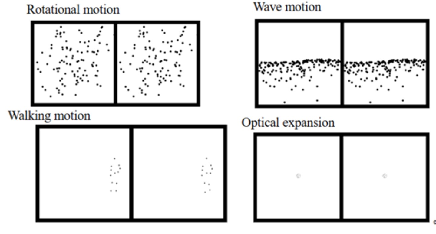 <p>Rotational motion, wave motion, walking motion, and optical expansion.</p>