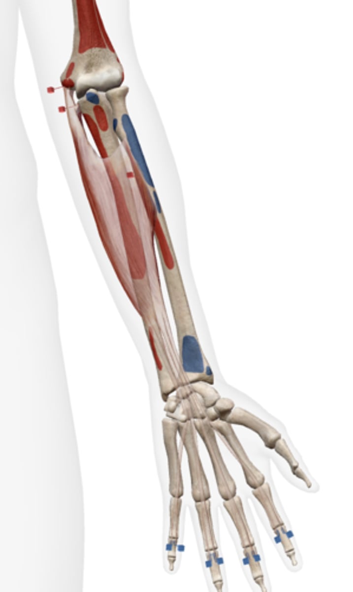 <p>4 tendons attach to palmar surfaces of middle phalanges of digits 2-5</p>