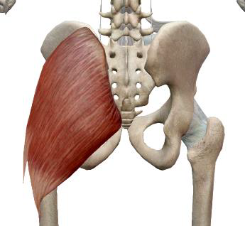 <p>Grand glutéal</p>