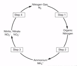 <p>Movement of N containing molecules between sources &amp; sinks/reservoirs</p>