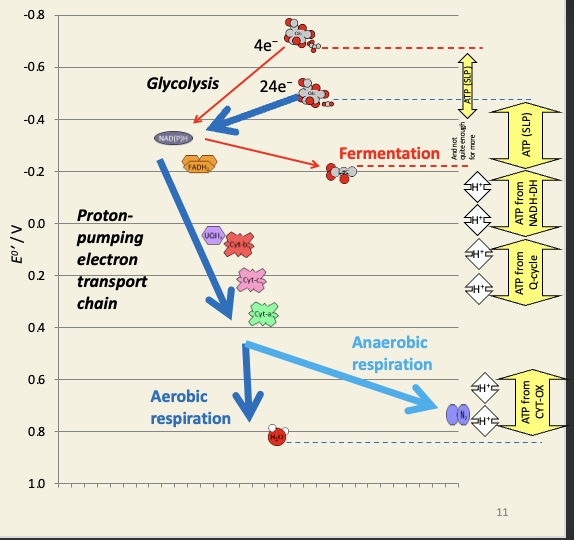 <ul><li><p>redox-driven chemiosmosis</p></li><li><p>in mitochondria </p></li><li><p>and aerobic bacteria </p></li></ul><p></p>