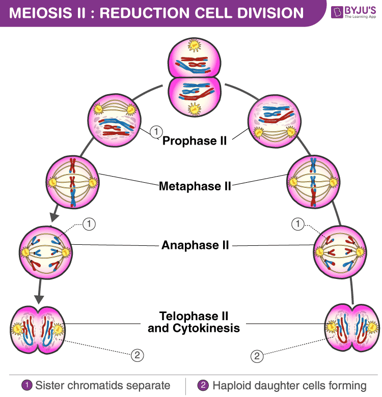 <ul><li><p>the paternal and maternal chromosomes from the original nucleus are randomly distributed to form 2 new nuclei </p></li><li><p>the homologous pairs line up side by side in the middle of the cell</p></li><li><p>spindle fibers connect to the centromeres </p></li><li><p>they are called ‘tetrads’ </p><p>→random assortment </p></li></ul><p></p>