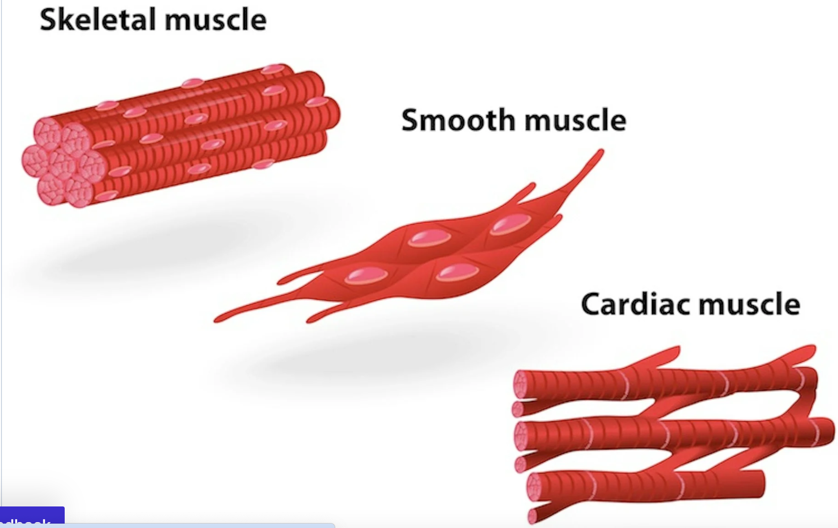 <p>Three types of muscle cells</p>