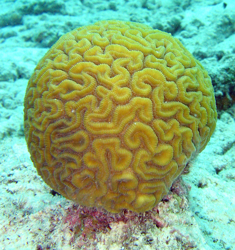 <p>Brain coral (<em>Colpophyllia</em> and <em>Diploria</em>)</p>