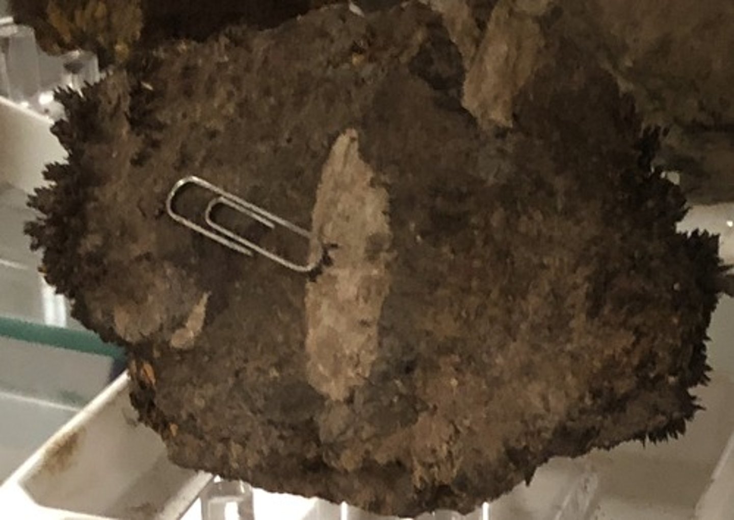 <p>Magnetite</p>