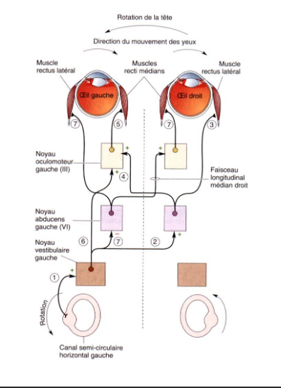 <p>réflexe tronc cérébral assurant perception visuelle stable quand la tete bouge, interaction syst. visuel et vestibulaire</p>