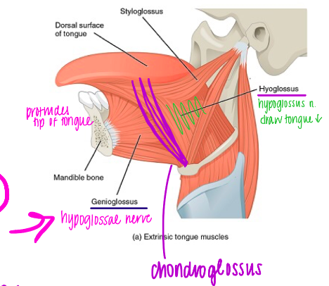 Largest tongue muscle 

\
N →

Hypoglossal Nerve (all but one)

\
A →

Draws tongue forward, protrudes tip of tongue (sticks tongue out)