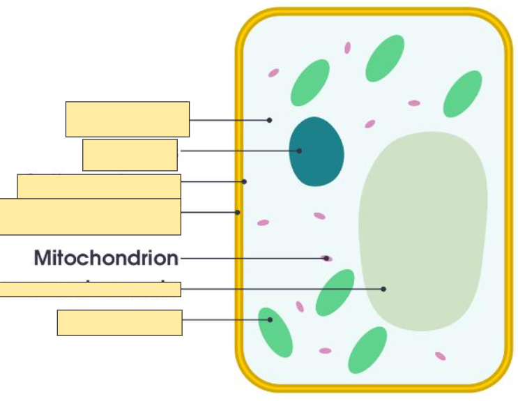 <p>Mitochondrion</p>
