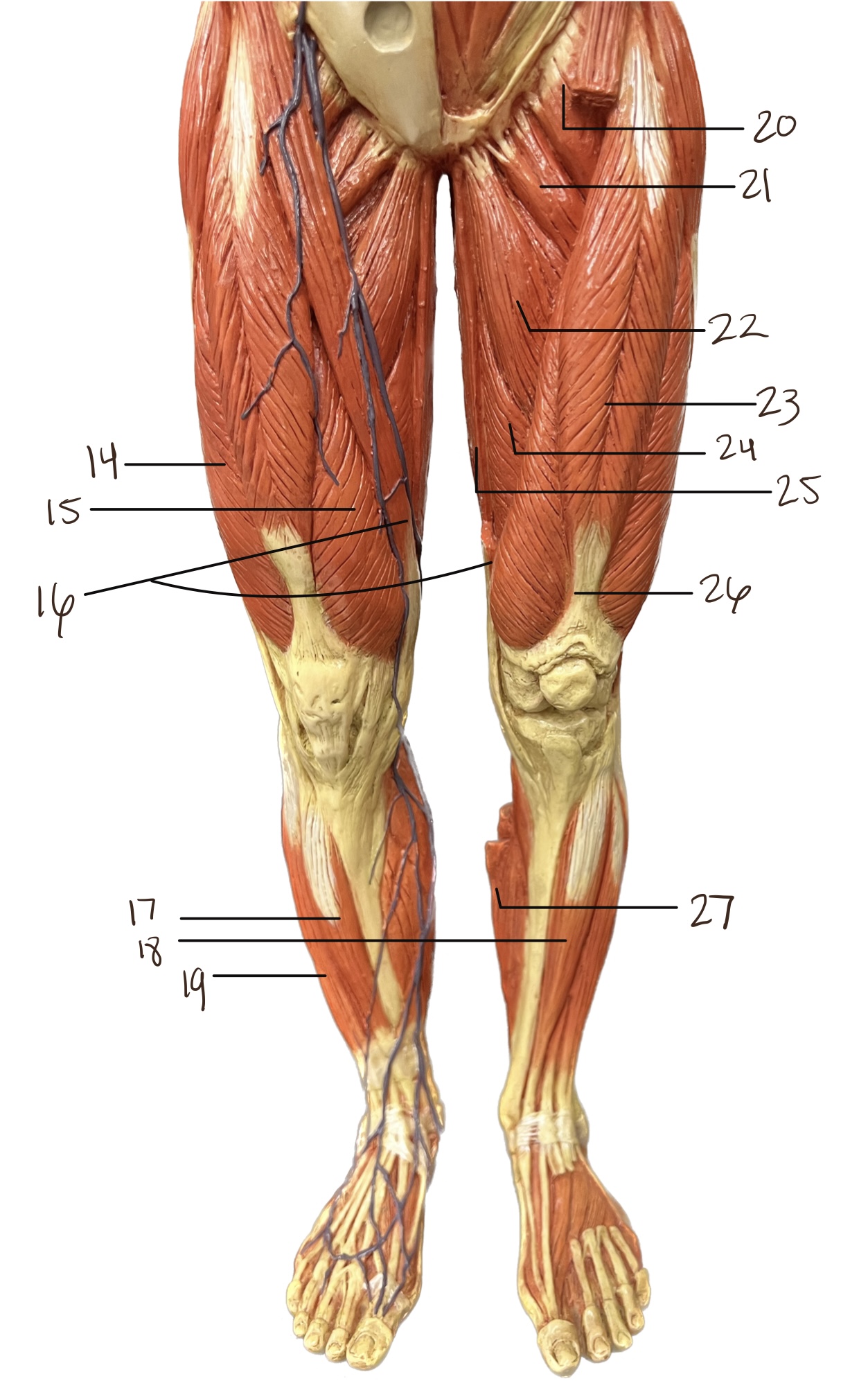 <p>24</p>