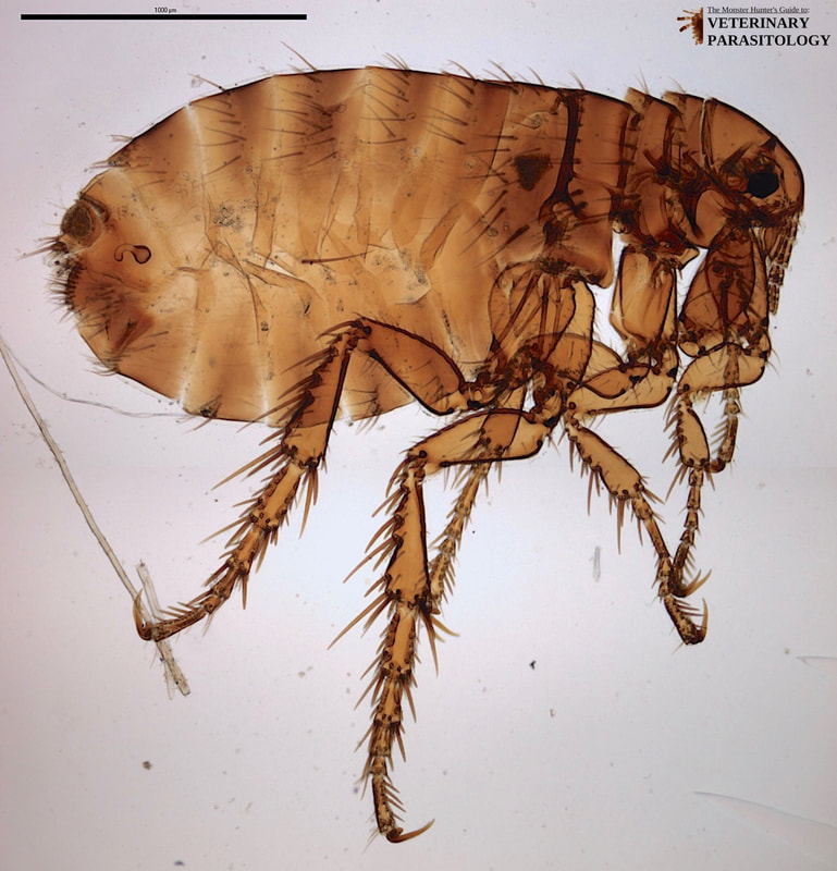 <p>Scientific name of this parasite found on a dog in Fairview </p>