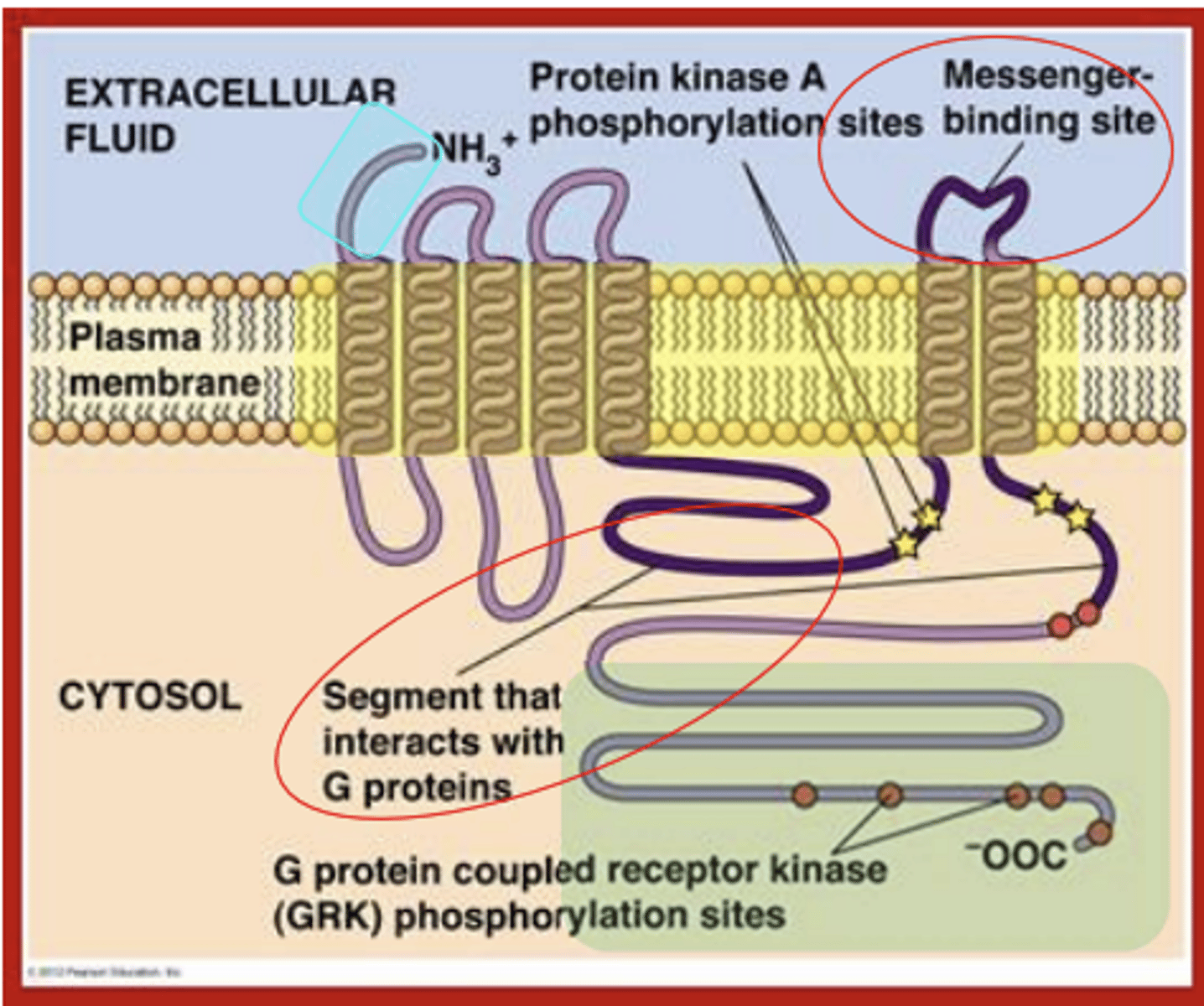 <p>the relative orientations of the TM helices leading to a wider intracellular confirmation changes (crucial to signal transduction function)</p>
