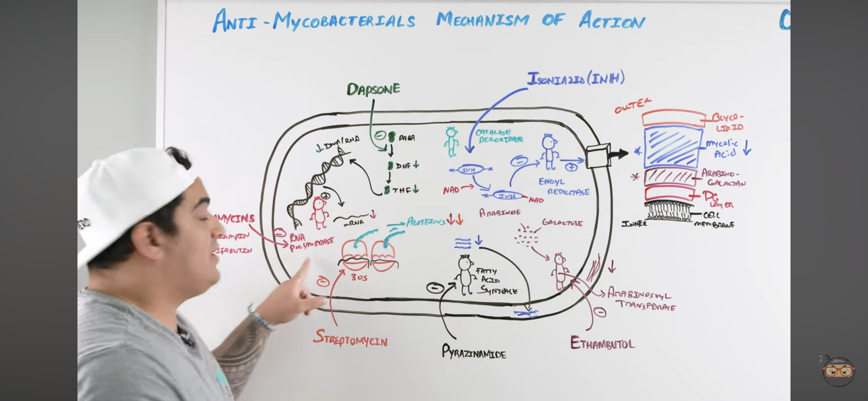 <ul><li><p>Once it enters mycobacteria, its activated by<mark data-color="yellow"> </mark><strong><mark data-color="yellow">KAT-G</mark></strong><mark data-color="yellow"> </mark>(mycobacterial <mark data-color="green">catalase-peroxidase</mark>) into <strong><em>ACTIVE METABOLITE</em></strong></p></li><li><p>Active metabolite then binds with a<mark data-color="yellow"> NAD-dependent </mark><strong><u>covalent complex</u></strong> of</p><blockquote><ul><li><p><strong><span style="color: purple">Acyl Carrier Protein (AcpM)</span></strong></p></li><li><p><strong><span style="color: purple">KasA (beta-ketoacyl carrier protein)</span></strong></p></li></ul></blockquote></li><li><p>This complex then inhibits<strong><em><span style="color: blue"> ENOYL REDUCTASE</span></em></strong> which synthesizes<em> mycolic acids</em></p></li><li><p><strong><span style="color: red">INHIBITED MYCOLIC ACID SYNTHESIS</span></strong></p><blockquote><p><em>Lose mycolic acids of bacterial cell wall</em></p></blockquote></li></ul>
