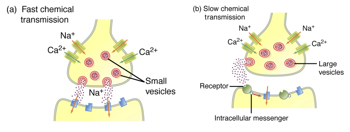 <p><strong>1. Fast transmission (ionotropic)</strong></p><ul><li><p>Neurotransmitter binds <strong>ligand-gated ion channels</strong> → channel opens directly</p></li><li><p>Rapid response</p></li><li><p>Example: increase in <strong>Ca²⁺</strong> triggers vesicle release at synapse</p></li><li><p><strong>Receptor = channel</strong></p></li></ul><p><strong>2. Slow transmission (metabotropic)</strong></p><ul><li><p>Neurotransmitter binds <strong>G-protein-coupled receptor</strong> → activates <strong>intracellular signaling</strong> → ion channels and other processes affected</p></li><li><p>Relies on <strong>secondary messengers</strong></p></li><li><p>Slower, indirect effect</p></li></ul><p><strong>Note:</strong></p><ul><li><p>Single neurons can use <strong>both modes</strong></p></li><li><p>Single neurotransmitter can act <strong>both ways</strong></p></li></ul><p></p>
